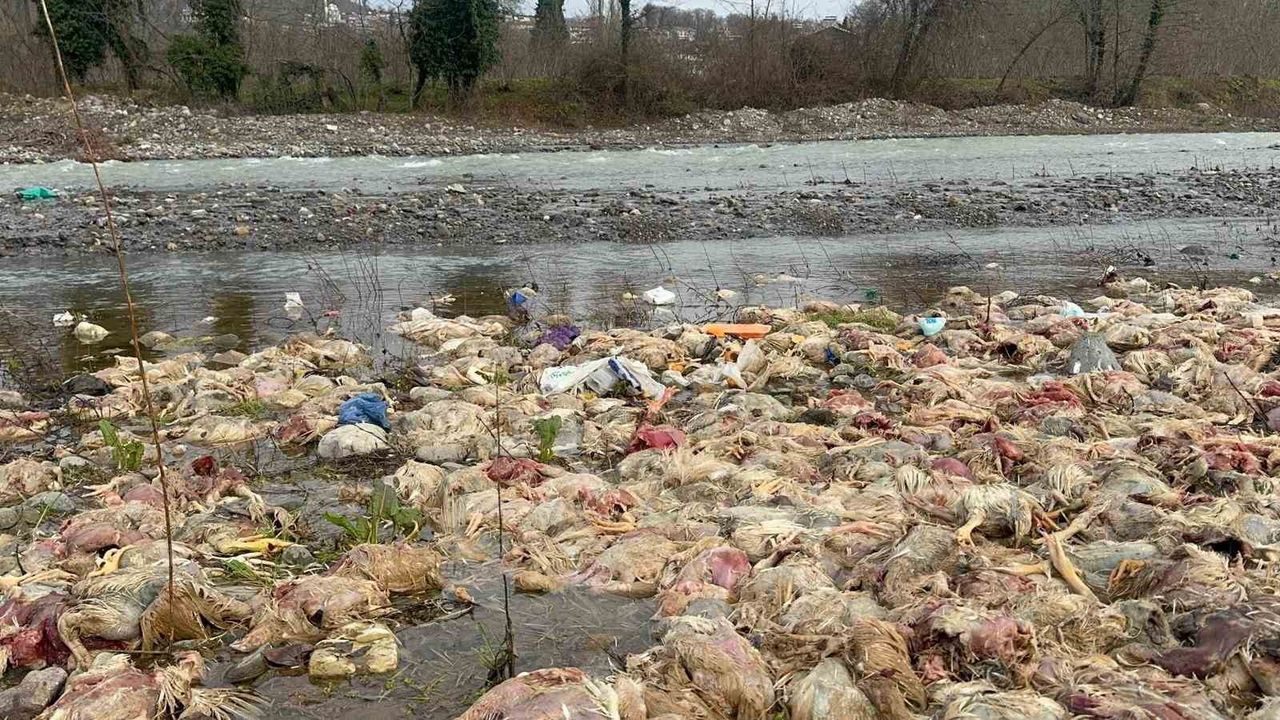 Alaplı'da çay yatağında onlarca tavuk ölüsü bulundu