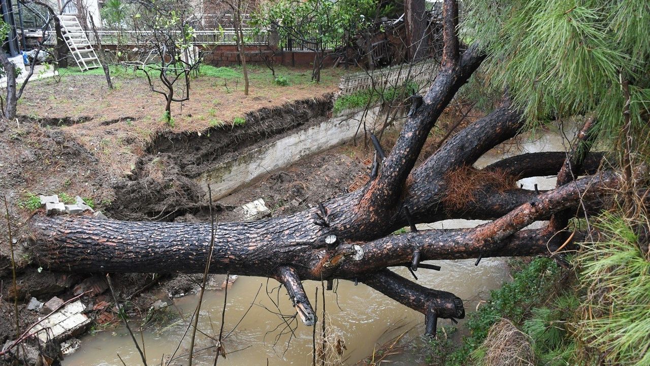 Kuşadası'nda dereye devrilen çam ağacı dere yatağını tıkadı, belediye ekipleri seferber oldu