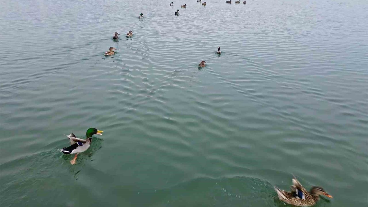 Bitlis'te sazlıklar dondu, kuşlar gölde toplandı