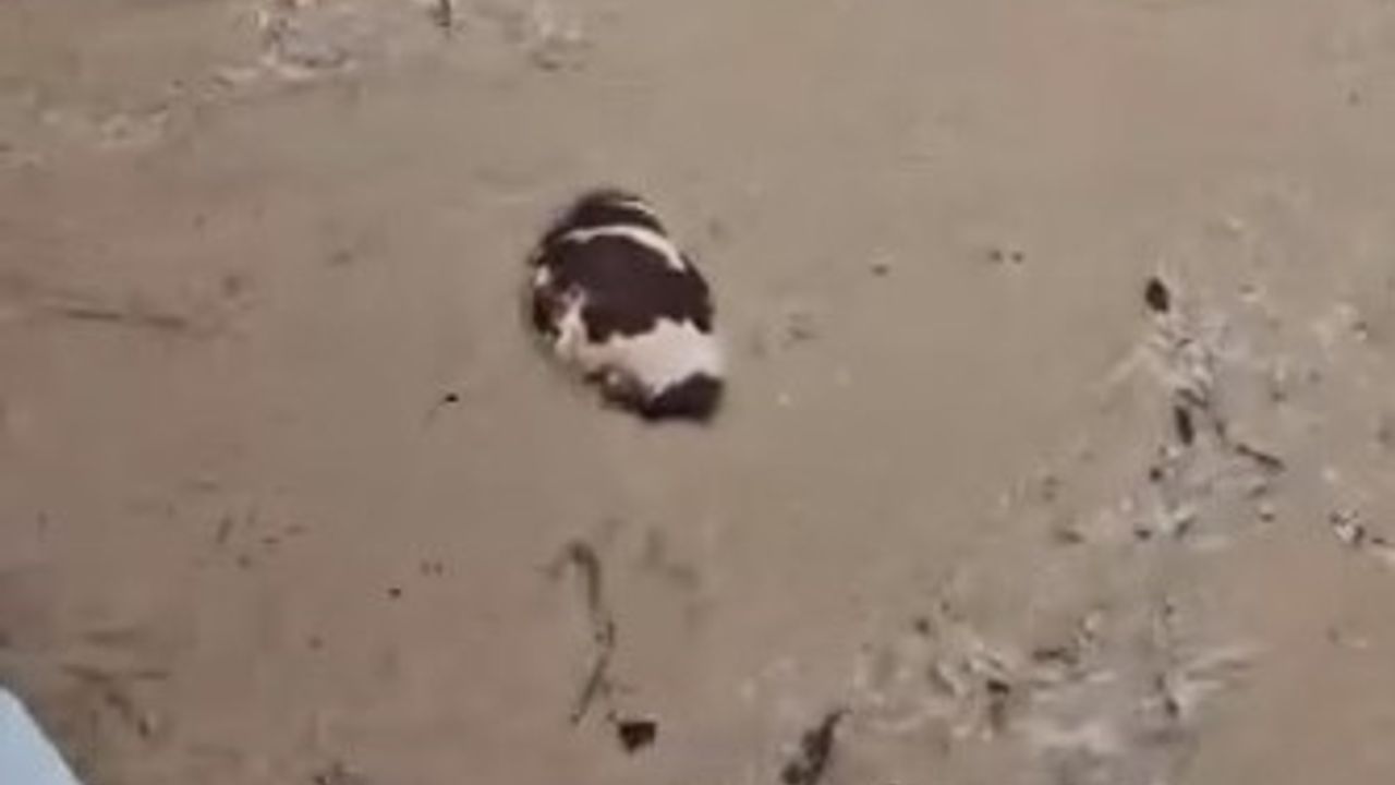 Yatağan'da inek sel sularına kapıldı