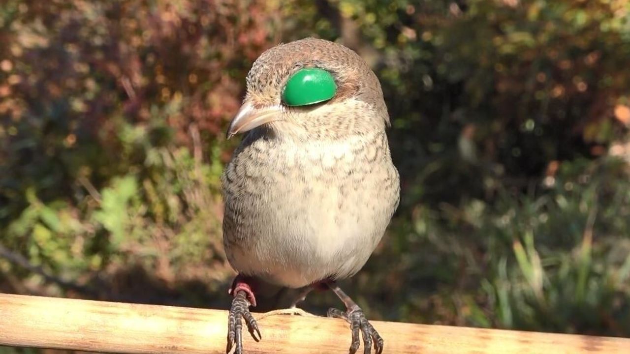 Atmacacılık geleneği için Meclis'ten karar çıktı
