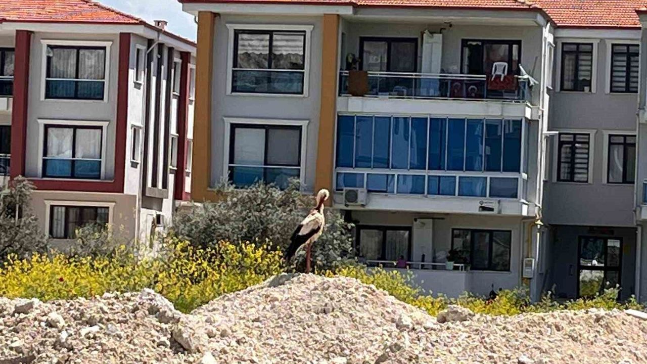 Yatağan'ı leylekler mesken tuttu