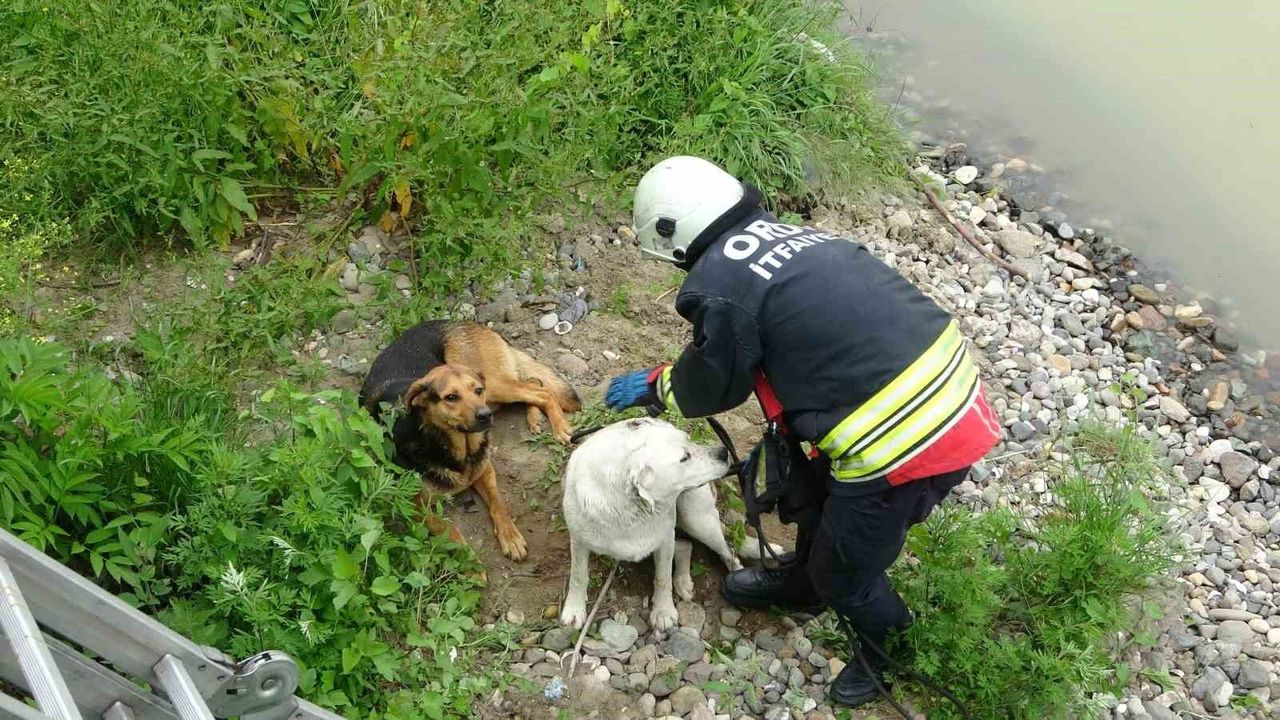 Ordu'da ırmak yatağında mahsur kalan köpekleri itfaiye kurtardı