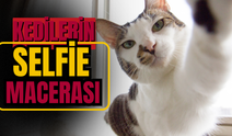 Kedilerin komik 'Selfie' macerası!