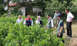 Üzümlü'de dolu yağışı ekili tarım alanlarına zarar verdi