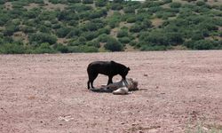 Başıboş köpekler koyun sürüsüne saldırdı!