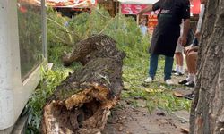 Bolu'da dalları ağır gelen ağaç yola düştü