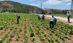 Adıyaman'da tütün arazilerine hastalık kontrolü