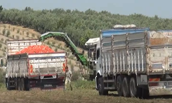 "Çiftçimiz domates ekmekten vazgeçti"