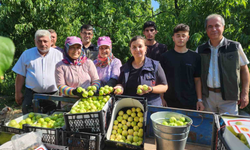 Coğrafi İşaret tescili ’Bayramiç Beyazı' hasadı başladı