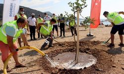 Ağaçlandırma yapalım derken ekolojik dengeyi bozabilirsiniz!