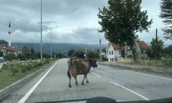 Bir inek, trafiği tehlikeye soktu