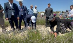 Burdur’da lavanta hasadı başladı