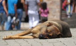 Sokak köpeklerini uyutma seçeneği için yeni karar belli oldu