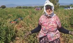 Domates üreticilerinden fiyat protestosu