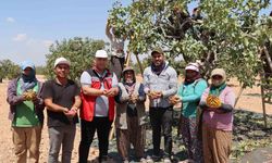 Antep fıstığının ilk mahsulünün hasadı başladı