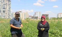 Betonların arasında ata tohumlarını korumaya çalışıyor!