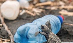 Caretta carettaların plastiklerle zorlu mücadelesi