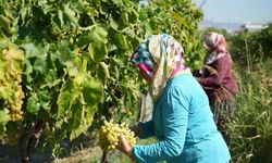 Çekirdeksiz Sultani üzümünde rekolte düşüşü yaşandı