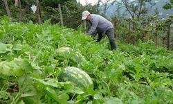 Fındık üreticiliğinden karpuz yetiştiriciliğine