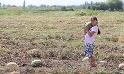 Fiyatlar düştü, karpuzlar tarlada kaldı