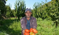 Geççi domates türü için hasat etkinliği gerçekleşti