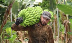 Hatay’da serada muz hasadı devam ediyor