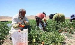 Mevsimlik işçilerin güneşin altında ekmek mücadelesi