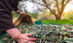 Sofralık zeytin ihracatında yüzde 15’lik artış