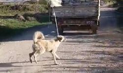 Valilikten "köpeğe eziyet" açıklaması