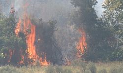 Zeytinlik yangını, itfaiye ekiplerince söndürüldü