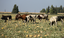 Toplanmayan binlerce kavun hayvanlara yem oldu