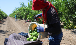 Limonun fiyatını düşürecek büyük hasat başladı