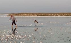 Uçarken düşen yavru flamingo Tuz Gölü’ne götürüldü