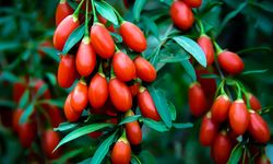 Goji Berry Kolesterolü Düşürür Mü?