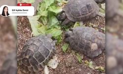 Nevşehir'in 'kaplumbağa terbiyecisi' yüzleri güldürüyor