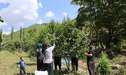 Adana fındığı Karadeniz’e rakip oluyor