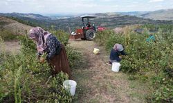 Aronya üreticileri tesis ve pazar bekliyor