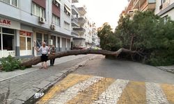 Çam ağacı yola devrildi