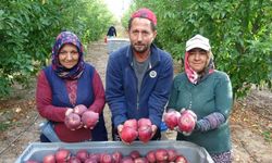 Elma hasadında rekolte beklentisi 1 milyon ton