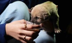 Hayvansever aile, anneleri tarafından terk edilen yavru köpeklere sahip çıktı