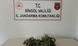 Jandarmanın uyuşturucuyla mücadelesi devam ediyor