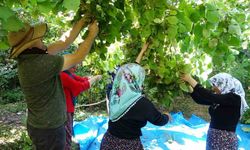 'Olmaz, yetişmez' dedikleri fındığın hasadına başladı!