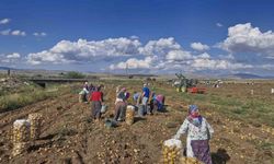 Patatesi tarlada kaldı, halka dağıttı