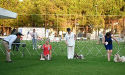 'Uluslararası Köpek Şovu' başladı