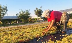 Üzüm üreticisi meteoroloji tahminlerini takip ediyor