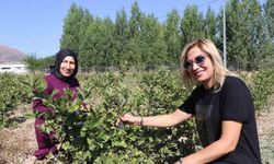 Ziraat mühendisi kadının “ilk hasat” heyecanı