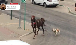 "Hayvanları başıboş sokağa salanlara ceza yok"