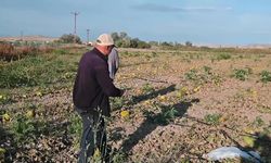 Kavun ve karpuzlar tarlada kaldı