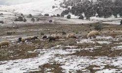 Kar yağışına aldırmadan koyunlarına türkü söyledi